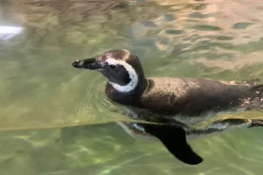 Após mais de 15 anos, Zoológico de São Paulo recebe pinguins-de-magalhães