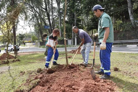 Diadema convida população para mutirão de plantio de 800 árvores nativas