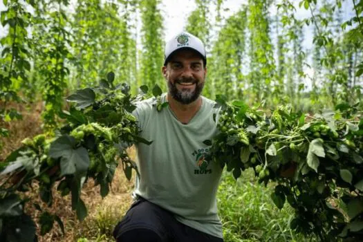 Dia da Cerveja: SP quer expandir produção de lúpulo, principal ingrediente da bebida mais consumida no País