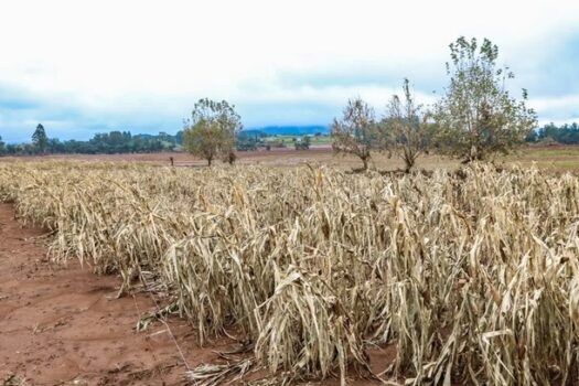 Cheias afetaram mais de 206 mil propriedades rurais, diz Emater-RS