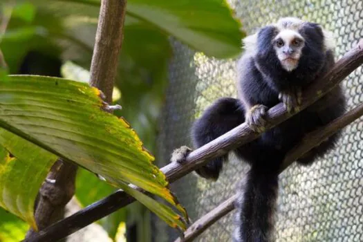 Visitantes do Zoo de SP podem ver de perto o sagui-da-serra-escuro