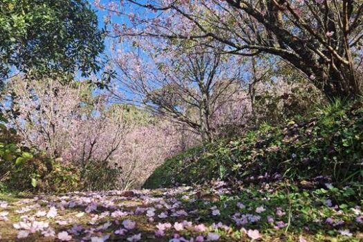 “53ª Festa da Cerejeira em Flor” de Campos do Jordão já tem data marcada