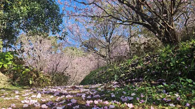 sakura