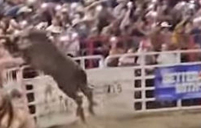 Touro foge de rodeio e invade arquibancada nos EUA