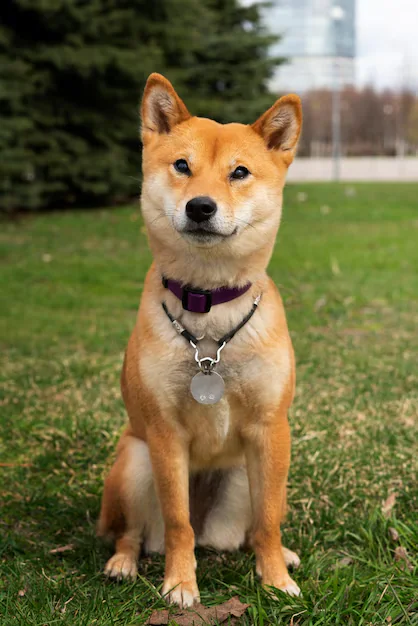 Vista frontal lindo cachorro shiba inu