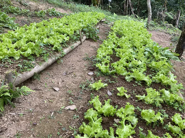 alimentos-organicos