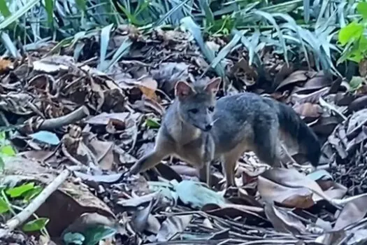 Rio de Janeiro: cachorro-do-mato faz visita diurna ao Parque Lage