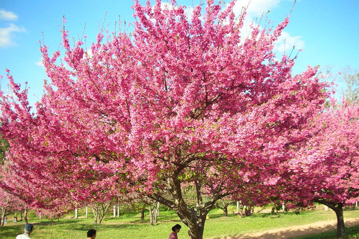 cerejeiras-