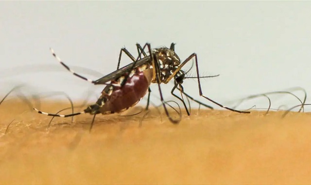 dengue-mg