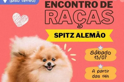 Encontro de raças no Atrium Shopping: edição reúne cães Spitz Alemão