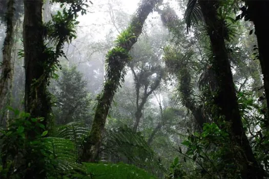 É vantajoso preservar floresta no entorno de áreas agrícolas?