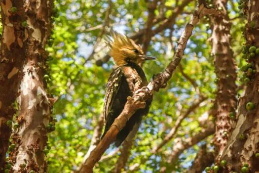 Parque Ibirapuera convida visitantes para uma experiência imersiva de observação de aves