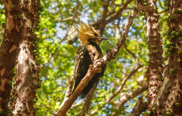 observacao-aves