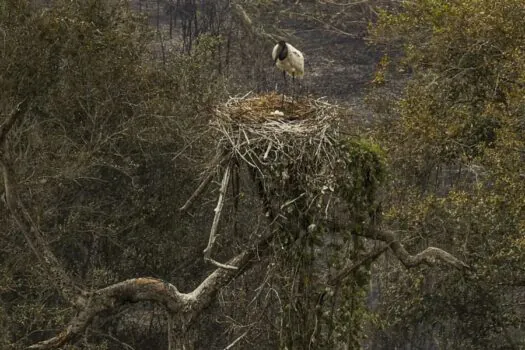 Biólogos tentam salvar fauna ameaçada pelo fogo no Pantanal