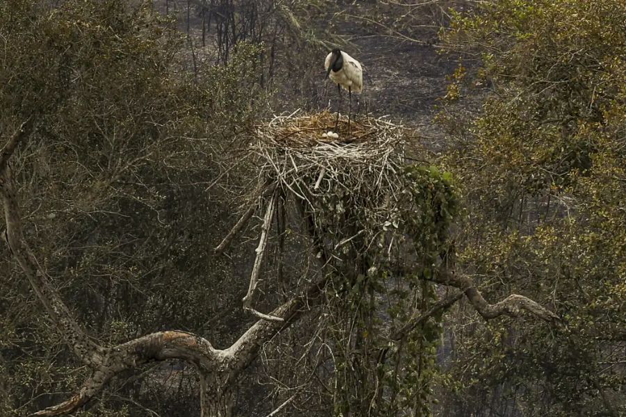 pantanal