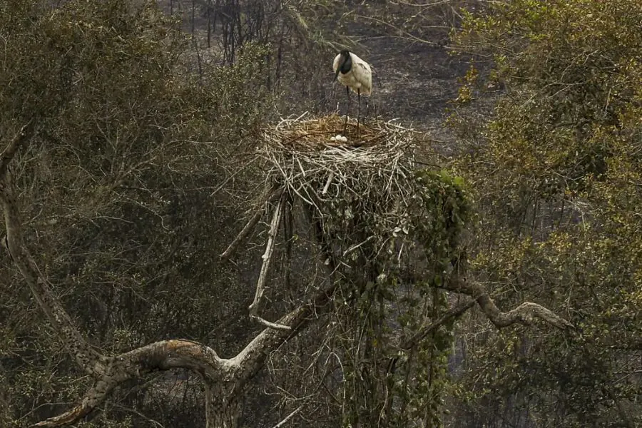 pantanal