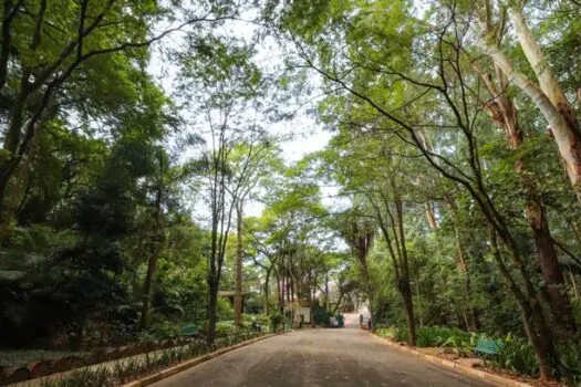 Trilha temática conecta visitantes com a avifauna do Parque Eucaliptos