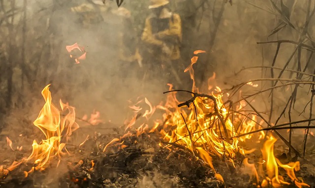 queimada-pantanal
