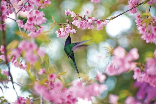 27º Festival Sakura Matsuri celebra a florada das cerejeiras no Parque Bunkyo Kokushikan, em São Roque