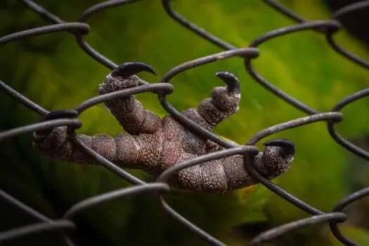 Tráfico de animais muda ciclos naturais de bichos capturados e até de seus descendentes