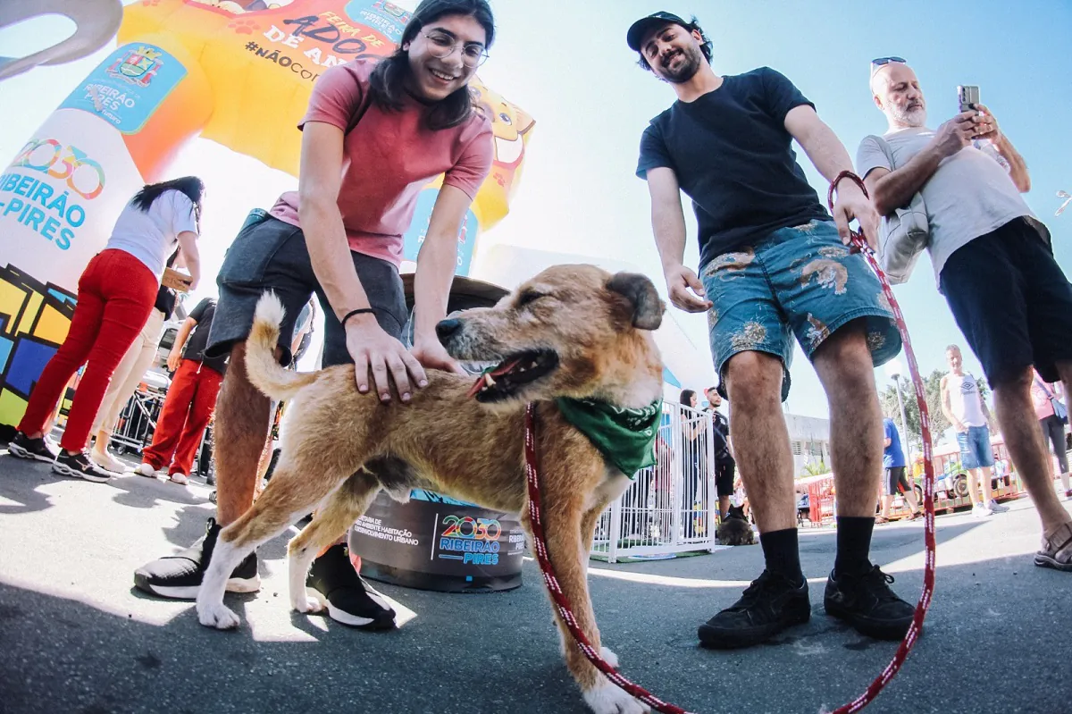 Feira de adoção – Festival (1)