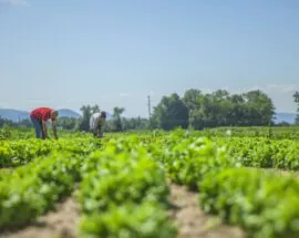 Título do post: Sustentabilidade na agropecuria ser tema de debate do Instituto de Economia Agrcola