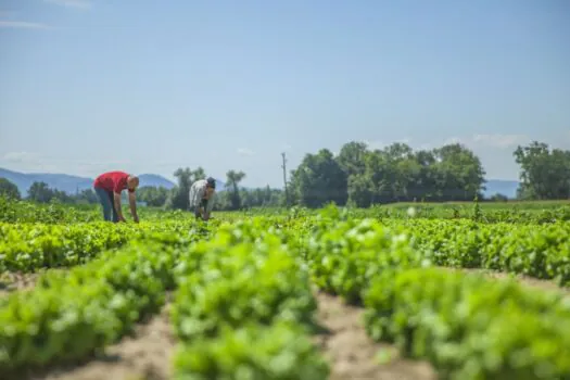 Sustentabilidade na agropecuária será tema de debate do Instituto de Economia Agrícola