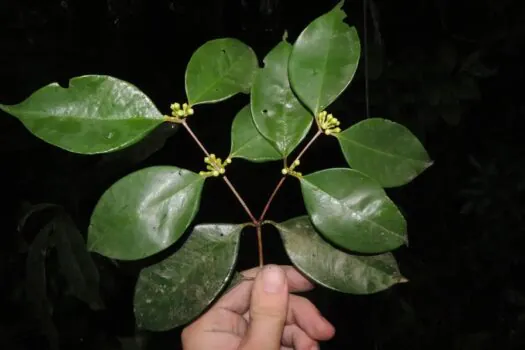 Pesquisadores do Jardim Botânico descobrem árvore rara no Rio