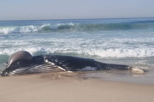 Baleia é encontrada morta em praia no Recreio dos Bandeirantes, no Rio