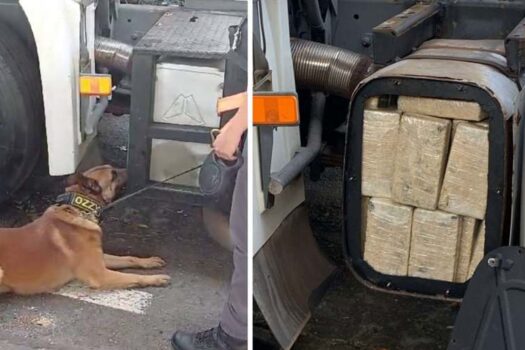 Cão policial encontra 50 kg de cocaína escondidos em filtro de escapamento de caminhão