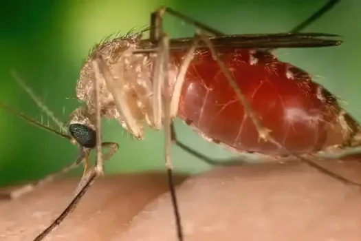 Opas eleva risco de febre do Oropouche nas Américas para alto