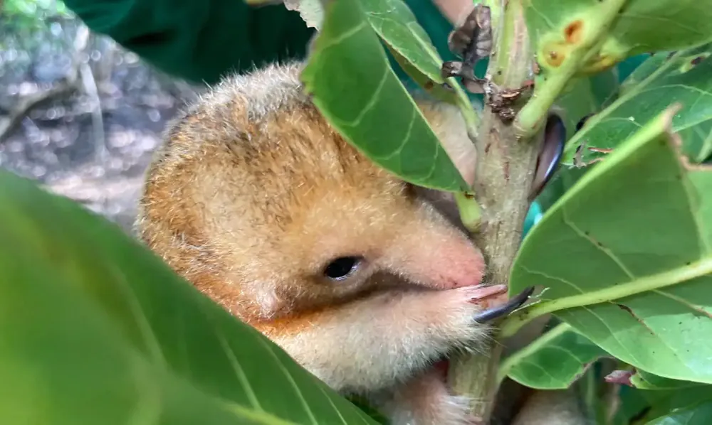 foto_instituto_tamandua_fundacao_grupo_boticario