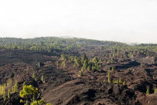 Governo de SP lança pacote de ajuda para produtores rurais atingidos por incêndios