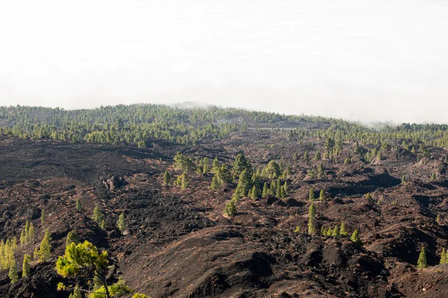 incendio-plantacoes