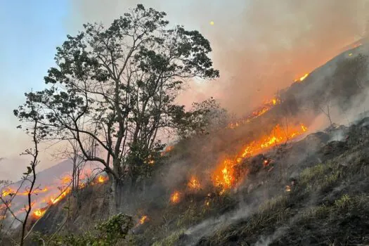 Homem morre atingido por galho de árvore ao tentar apagar incêndio em mata em SP, diz PM