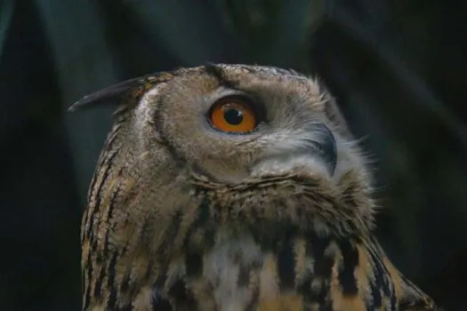 No próximo sábado acontece o “Noite Animal” passeio noturno do Zoo de SP 