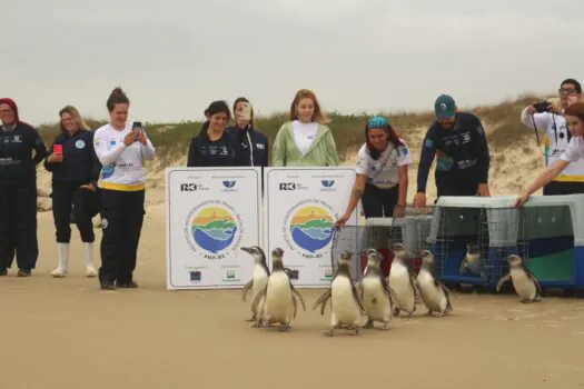 Primeiros pinguins reabilitados em 2024 são soltos em Florianópolis