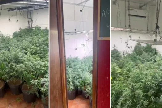 Polícia encontra chácara usada para plantação de maconha e destrói mais de 400 mudas da droga