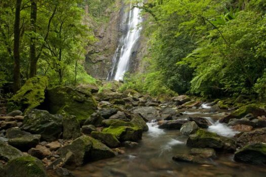 Voluntários contribuem para conservação da Mata Atlântica, na Reserva Natural Salto Morato