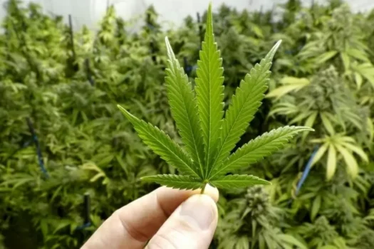 STJ julga liberação de maconha medicinal e industrial, e entidade prevê Brasil como maior produtor