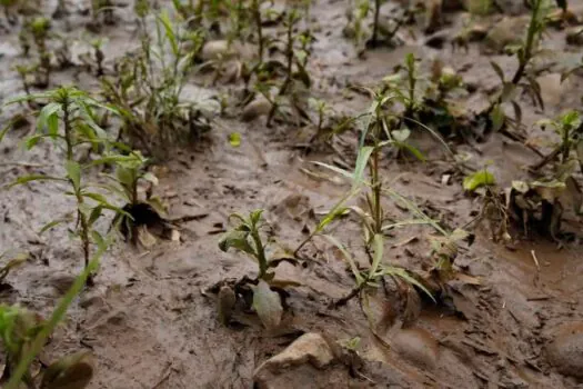 Mariana: vítimas pedem que governo rejeite acordo de mineradoras