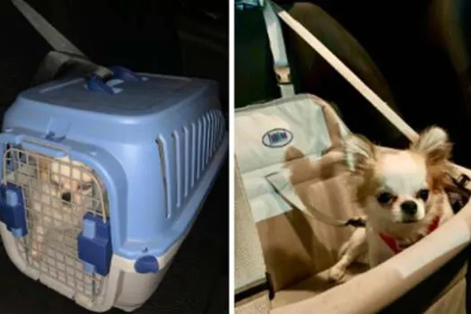 Dia Mundial do Cachorro: dicas para transportar seu pet em segurança – e evitar multas