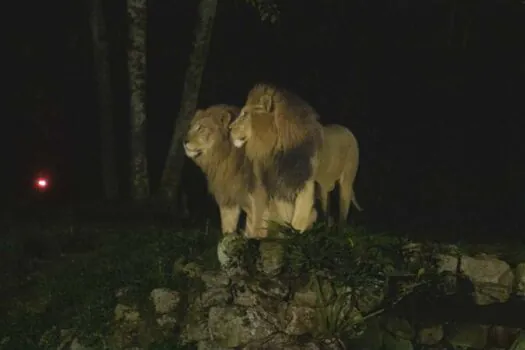 Passeio noturno do Zoo de São Paulo acontece no próximo fim de semana 