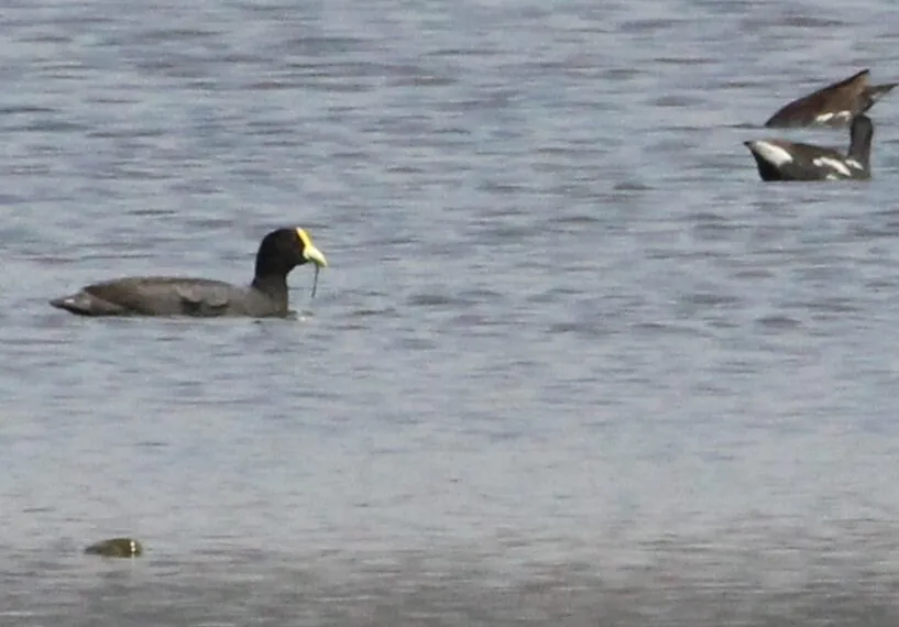 Ribeirão Pires registra presença de quatro aves raras no Parque Oriental