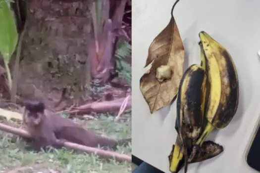 Polícia prende casal que dopava e vendia macacos do Jardim Botânico