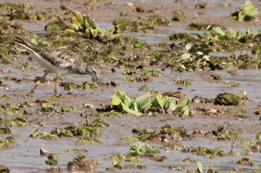 Ribeirão Pires registra presença de quatro aves raras no Parque Oriental