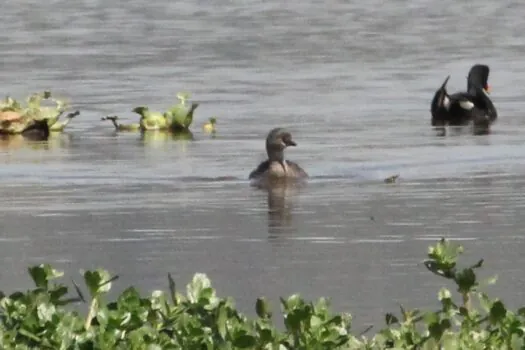 Ribeirão Pires registra presença de quatro aves raras no Parque Oriental