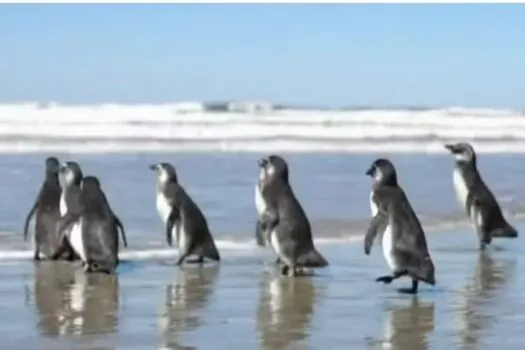 Pinguins reabilitados são devolvidos ao mar no Rio de Janeiro