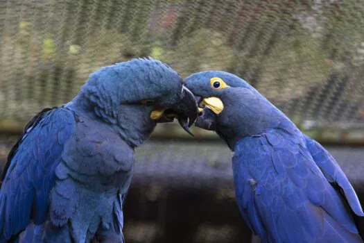 Pela primeira vez, Zoo SP mostra ao público a arara-azul-de-lear, espécie ameaçada de extinção