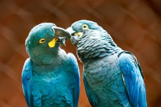 Zoo de SP mostra arara-azul-de-lear ao público pela primeira vez